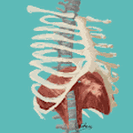 Diaphragm in a beautiful girl