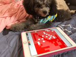 Dog paws art