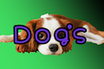 Dog's generative PFP for human/total 100 limited editions
