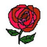 First Rose