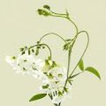 FLOVVERS FLOWER "LOVERS"