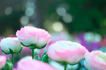 Healing Flower Cafe